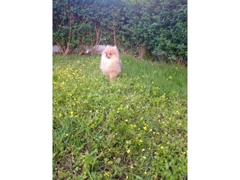 1 erkek 2 dişi pomeranian boo yavrular