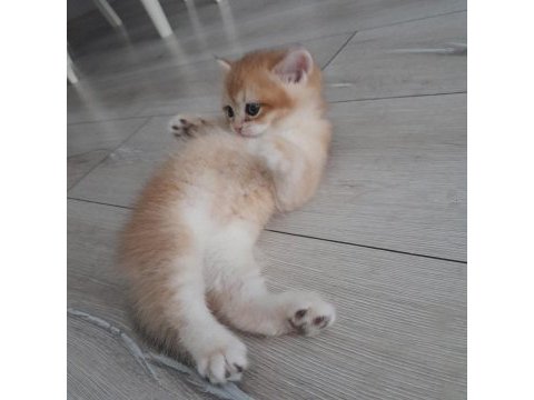 British shorthair ny12 golden erkek yavru