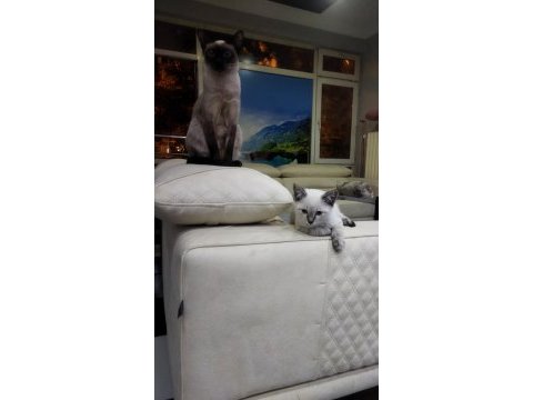 Anne baba safkan kediler
