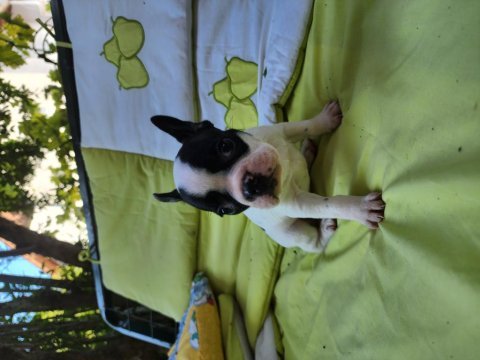 French bulldog bebekler