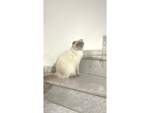 Scottish fold