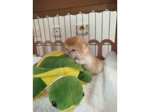 A kalite full şecereli golden ny12 british shorthair
