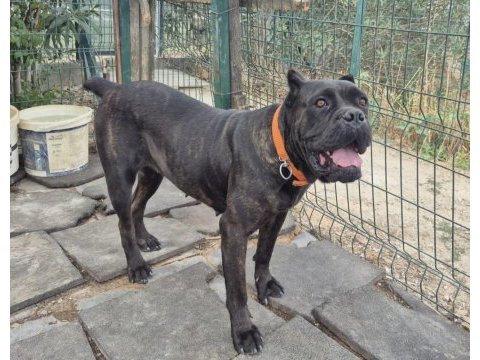 Genç erkek ve dişi cane corso köpekler