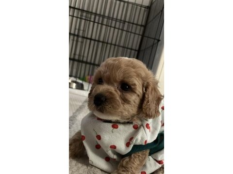 Yavru toy poodle