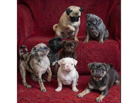 Egzotik renk pug mops yavruları
