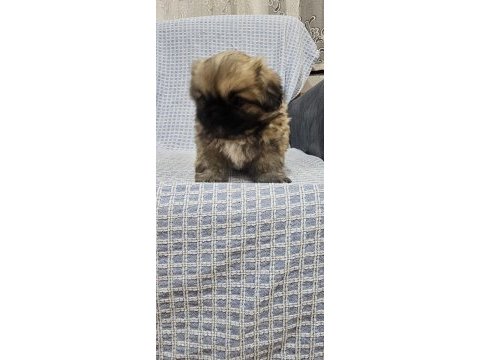 Pekinez köpeğimiz yeni yuvasını bekliyor