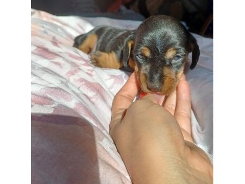 Dachshund sosis yavru