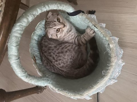 4.5 aylık scottish fold kedi sahiplendirmek istiyorum