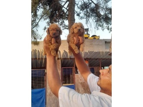 Toy poodle yavrularımız bir birinden güzel