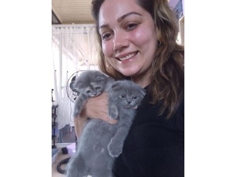 2 aylık scottish & british shorthair sahiplendirme