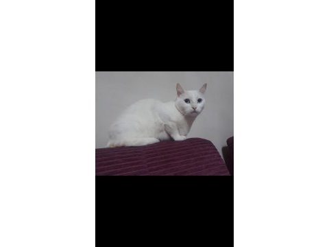 Aşıları tam uysal ankara kedisi