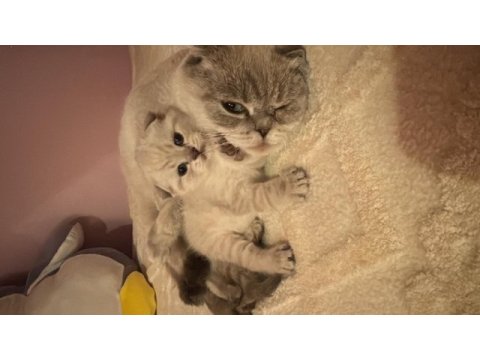 Scottish fold kedisi