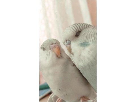 2 adet muhabbet kuşu