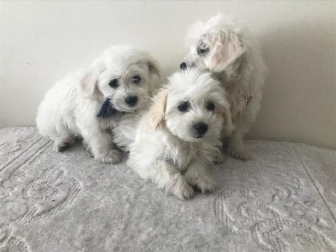 Maltese kardesler