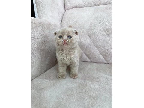 Minik kutup ayısı bebiş british shorthair