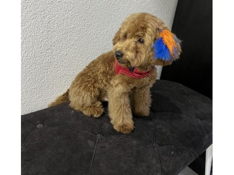 Toy poodle erkek 5 aylık