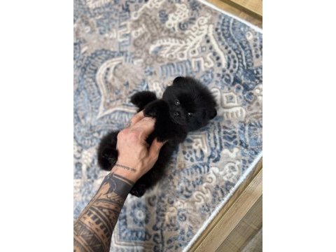 En lüx pomeranian yavrumuz karaböcük