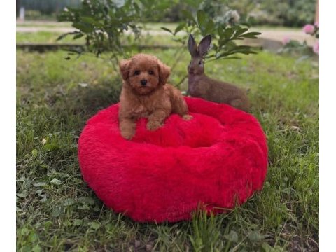 Toy poodle yavrularımız