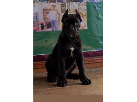 A class cane corso yavrular kapıda ödeme