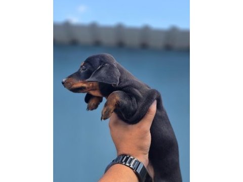 Yurtdışından dachshund yavrular