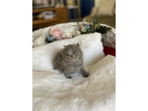 Ayı surat şecereli lilac scottish fold bebeğimiz
