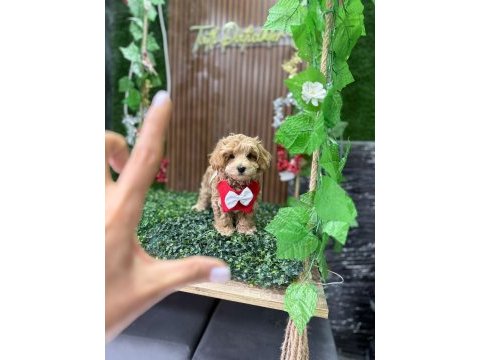 Cinsinin en iyisi maltipoo