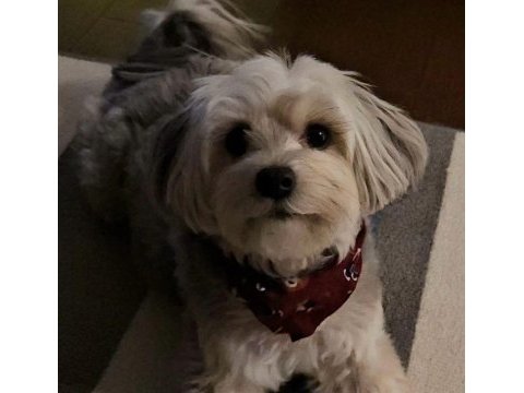 Çok sevecen uysal köpeğimiz