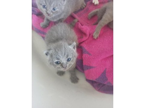 Bir dişi ve bir erkek 1.5 aylık iki yavru british shorthair
