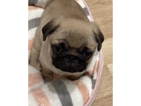 Dünya tatlısı pug yavruları