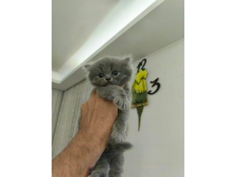 British longhair 2 aylık erkek