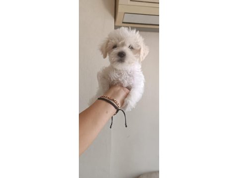 Terrier maltese
