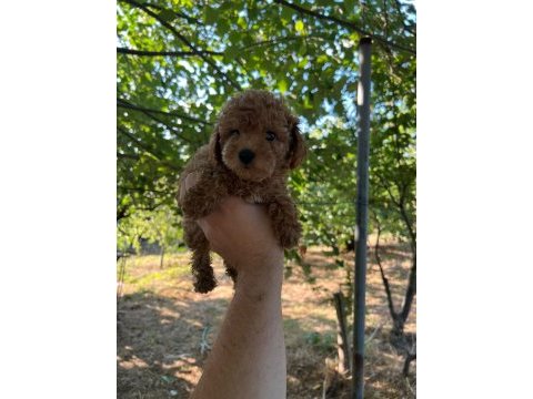 2.5 aylık toy poodle