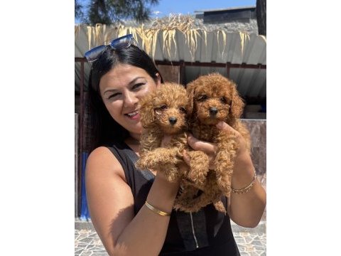 Ufacık toy poodle yavrularım
