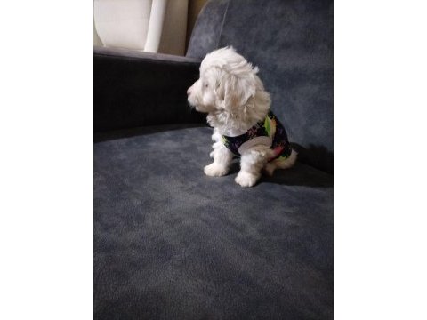 Son dişi köpeğimiz menemen
