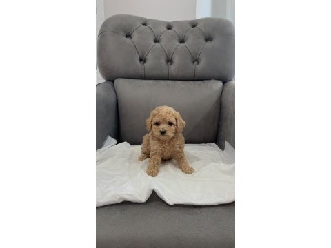 Orijinal teacup maltipoo