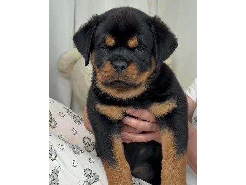 Rottweiler yavru köpeklerimiz