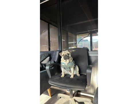Yetiskin erkek pug mops
