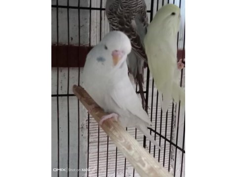 Konuşturmalık renk güzeli show jumbo kuşlar ve anaçlar