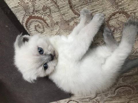 British shorthair kedimizi sahiplendirme