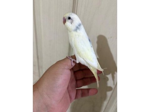 30 günlük harika erkek bebek muhabbet kuşu