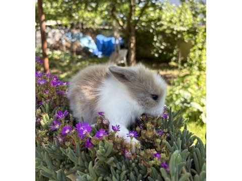Hollanda lop tavşan