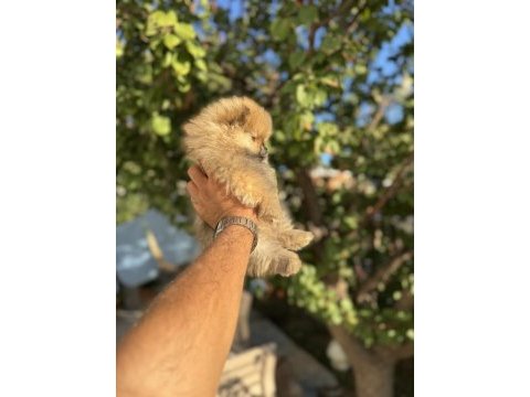 Ayı surat pomeranian boo yavruları