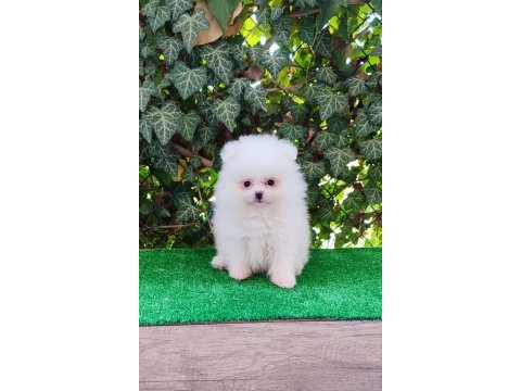 Pomeranian boo gülen surat