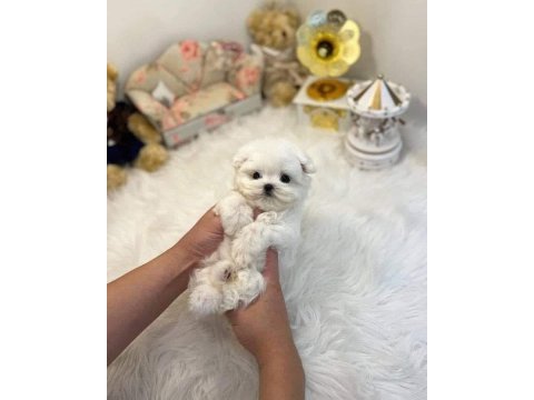 Maltese terrier ultra mini yavrularımız