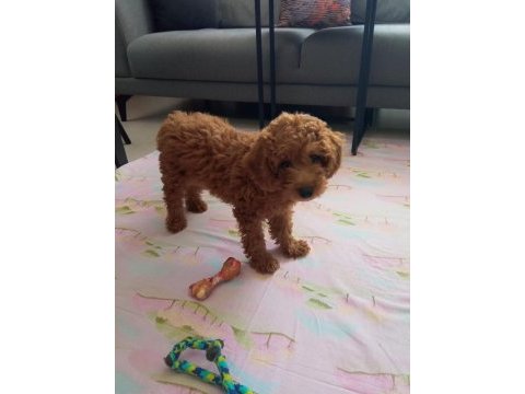 İki buçuk aylık toy poodle