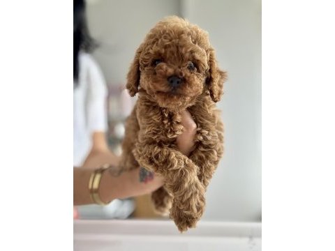 Safkan poodle bebek köpekler
