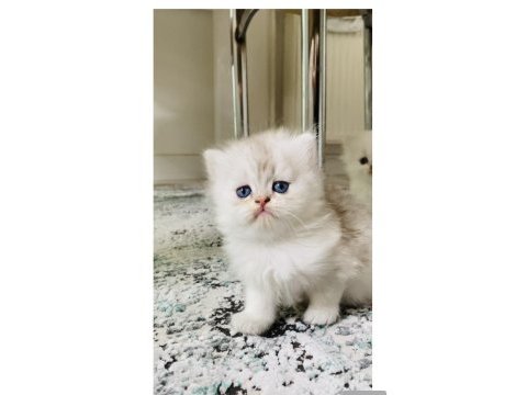 Sıradışı bir güzellikte british longhair bebek
