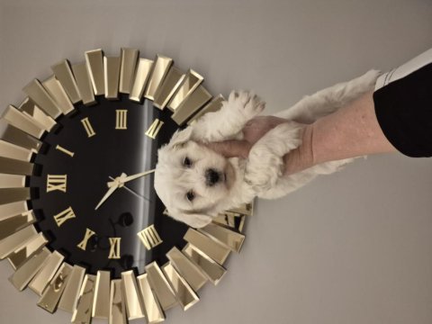 Maltese terrier yavrum