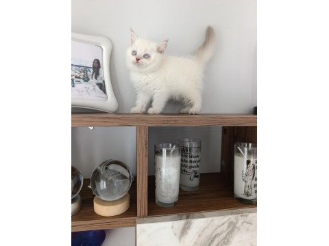 Mükemmel british shorthair bebekler