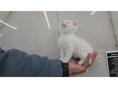 Golden point british shorthair erkek